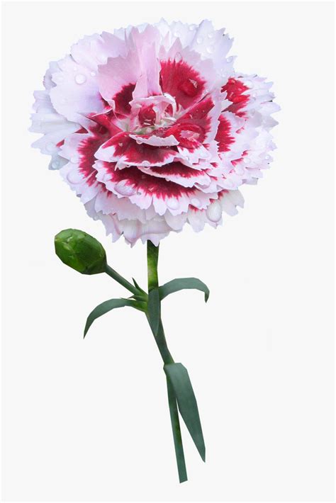 Carnation Stem Flower Free Picture - Carnation With Stem Transparent ...