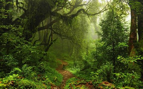 forest, Trees, Moss, Sunlight, Nature, Landscape, Green, Path ...