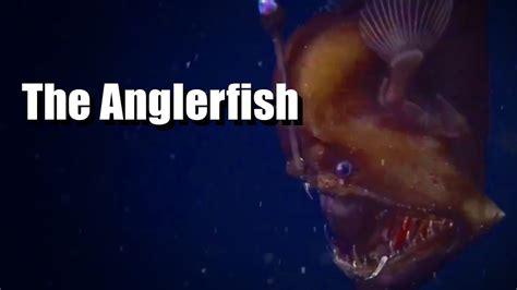 The Anglerfish - AMAZING CREATURES | Mariana Trench - YouTube