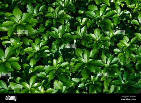 Pachysandra an evergreen ground-cover Stock Photo - Alamy