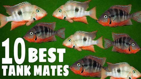 Most Suitable Tank Mates For Firemouth Cichlid - YouTube