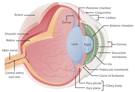 Diseases of the Uvea | Concise Medical Knowledge