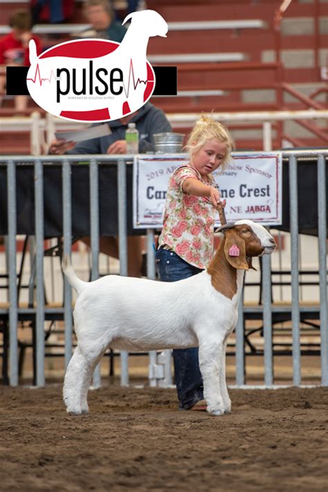 National Boer Goat Show | Market/Commercial Doe Showmanship – Sponsored ...