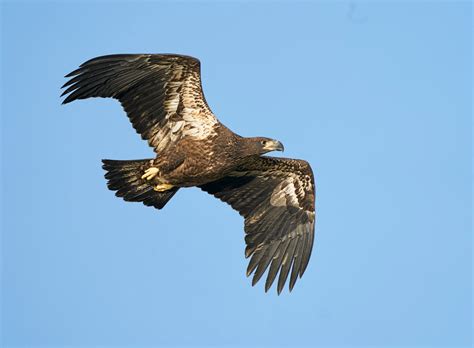 Juvenile bald eagle fly-by | Nikon Cafe