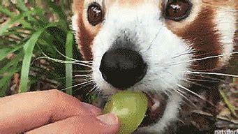 natsdorf — Red Panda eating a grape.