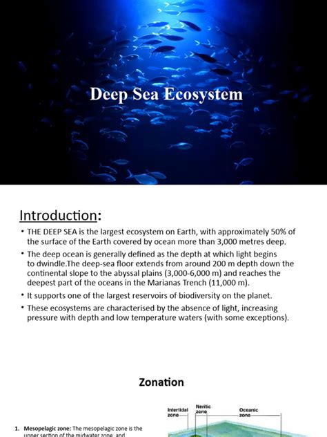 Deep Sea Ecosystem | PDF | Deep Sea | Sea