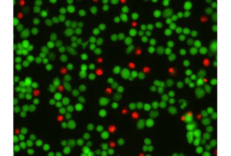 Cell Health Assay Kit | Cell Signaling Technology