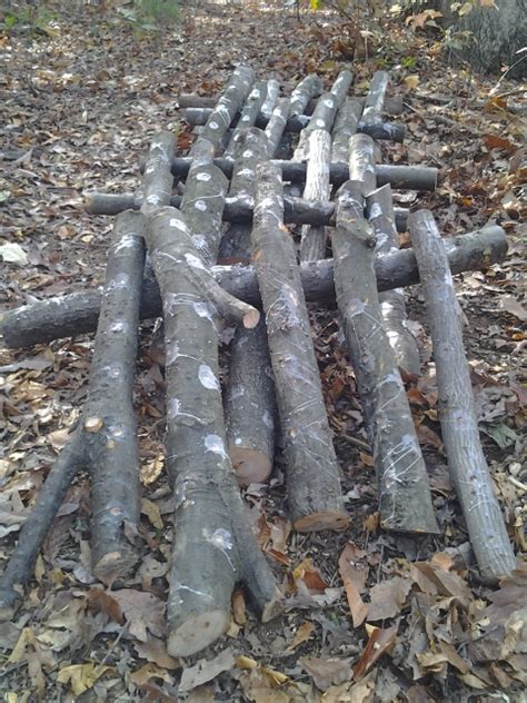 Making Mushroom Logs - Organic Edible GardensOrganic Edible Gardens