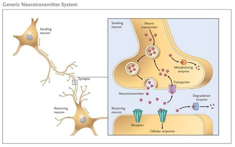 Neurotransmittersandtheirfunctions