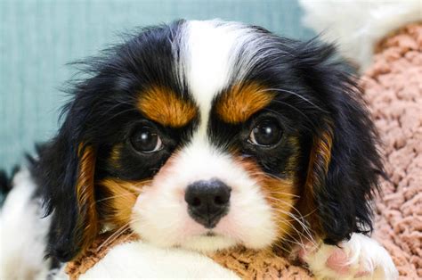 Cavalier King Charles Spaniel Puppies For Sale Texas Craigslist ...