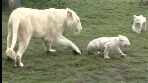 Public debut for cute rare white lion cubs - YouTube