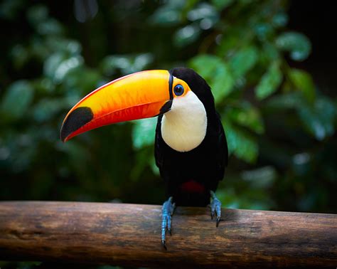 Toucan On The Branch In Tropical Forest Greeting Card for Sale by Sj Travel Photo And Video