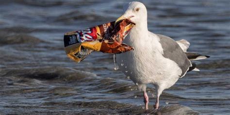 No Litter materials - World's Children's Prize