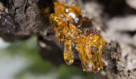 Is Tree Sap Edible? Exploring Uses, Benefits, and Types