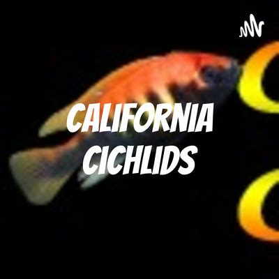 California Cichlids • A podcast on Spotify for Podcasters