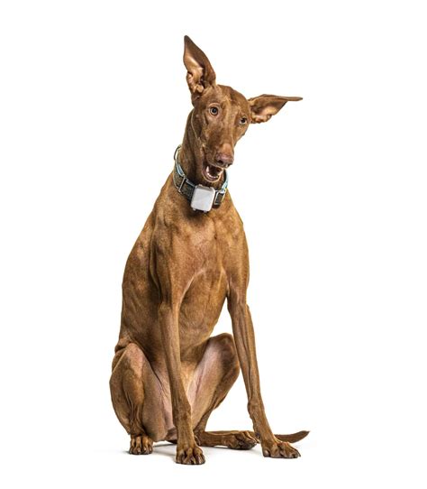 Podenco Canario Pictures - AZ Animals