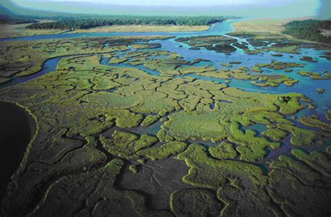 Estuaries - Biomes - 7th Grade Project