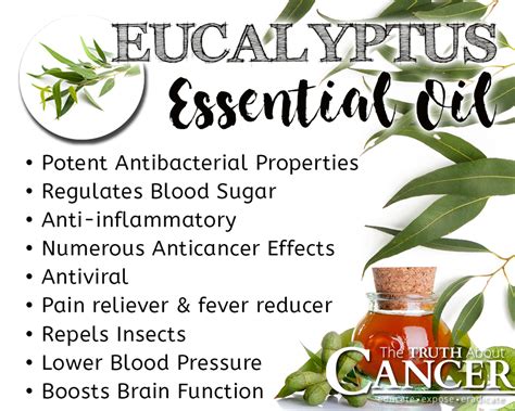 The Powerful Protective Properties of Eucalyptus Essential Oil