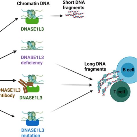 Impaired DNASE1L3 activity contributes to production of anti-DNA ...