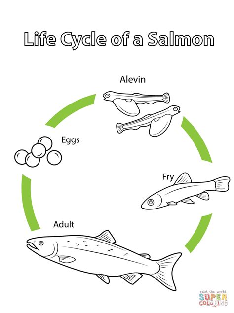 Life Cycle of a Salmon Coloring page | Free Printable Coloring Pages | Life cycles, Fish life ...