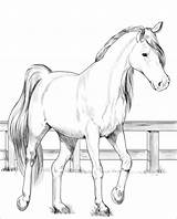 Free Printable Coloring Pages Of Horses sketch template