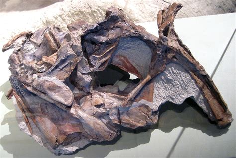 Palaeos, la historia de la Vida en la Tierra: PALEOFICHA: Cryolophosaurus ellioti