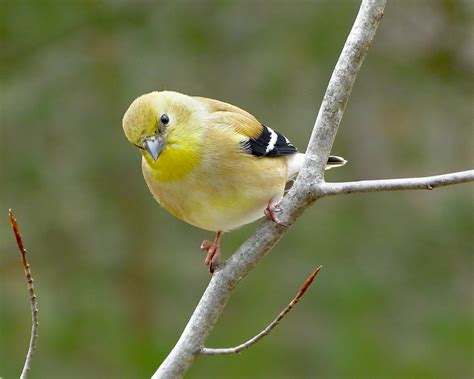 Female American Goldfinch - FeederWatch