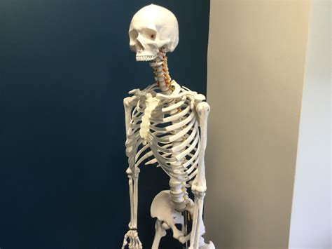 Shocked skeleton template : r/MemeTemplatesOfficial