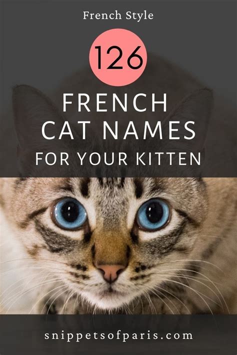 126 French Cat Names for your darling new kitten | French cats, Cat ...