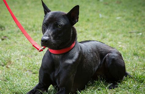 Phu Quoc Ridgeback Info, Temperament, Puppies, Pictures