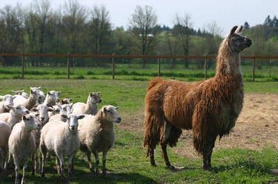 guard llamas | Unusual animals, Livestock guardian, Herding sheep