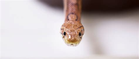 Snakes Cause Two Major Alabama Power Outages In July | The Daily Caller