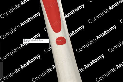 Origin of Articularis Genus Muscle | Complete Anatomy