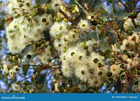 Marri Flowers Bloodwood Tree, Red Gum, Port Gregory Gum Blossoming in Western Australia Stock ...