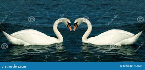 Swans in love stock image. Image of drop, grace, river - 12976861