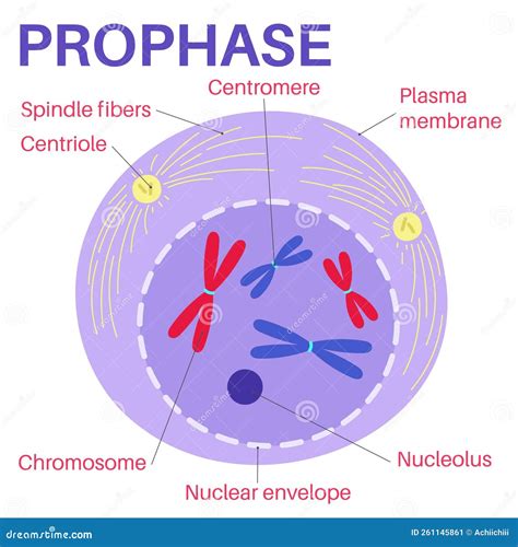 Prophase is the First Stage of Cell Division. Stock Vector ...