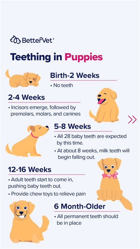 Puppy Teething: Timeline and What to Expect | BetterVet