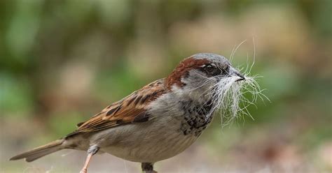 House Sparrow Nesting (Behavior, Eggs + Location) | Birdfact