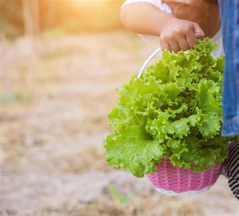 Lettuce of home garden 7953991 Stock Photo at Vecteezy