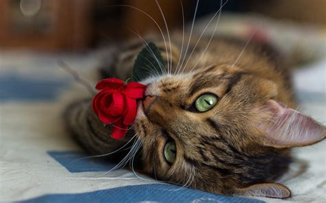 Picture Cats Roses Flowers Whiskers Snout Glance animal 3840x2400