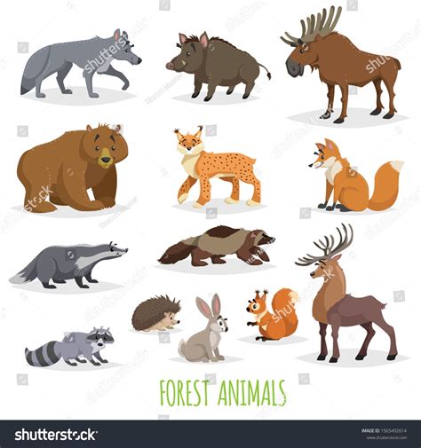 Animals In North America Forest