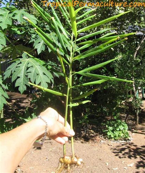 Edible Ginger Plants