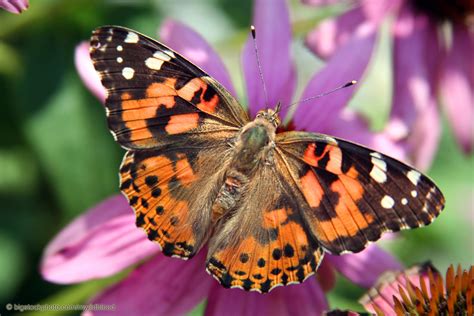 Painted Lady Butterflies Out-migrate Monarchs - Does God Exist? Today