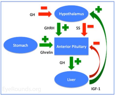 Growth hormone-related intracranial hypertension