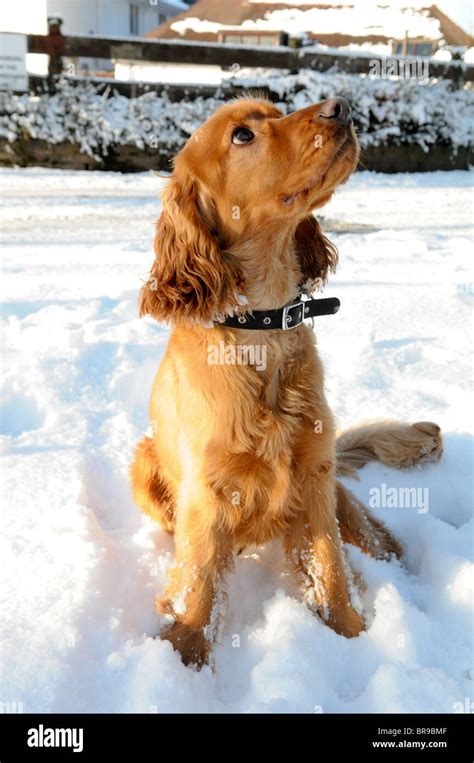 Young golden springer spaniel sitting in snow looking up to the right at his owner while out on ...