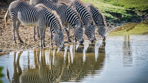 Beekse Bergen Zoo In The Netherlands – All You Need To Know | TouristSecrets