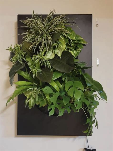 Wall Plants Indoor, House Plants Decor, Plant Wall, Hanging Plants, Indoor Garden, Plant Decor ...