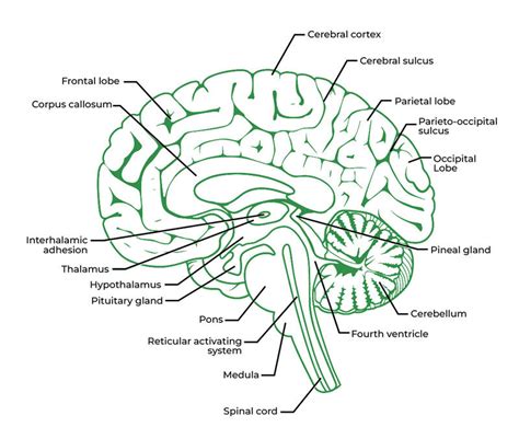 Anatomy of the Brain - GeeksforGeeks