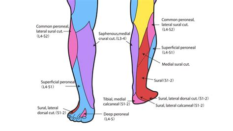 Saphenous Nerve Dermatome Distribution - Dermatomes Chart and Map