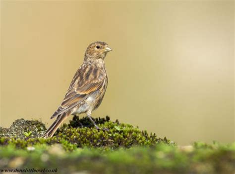 Twite - BirdForum Opus | BirdForum